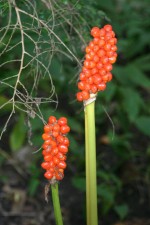vignette Arum italicum ssp. italicum 'Marmoratum'