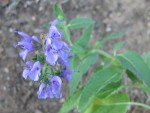 vignette Salvia mlissodora ?