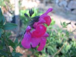 vignette Salvia microphylla 'Pink blush'