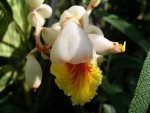 vignette Alpinia zerumbet variegata: détail de la fleur