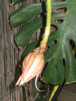 vignette Vie éphémère d'Epiphyllum oxypetalum en 5 photos