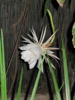 vignette Vie éphémère d'Epiphyllum oxypetalum en 5 photos