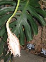 vignette Vie phmre d'Epiphyllum oxypetalum en 5 photos