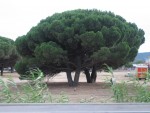 vignette Pin parasol - Pin pignon - Pinus pinea