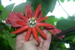 vignette Passiflora racemosa