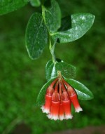 vignette Macleania cordifolia