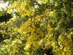 vignette Acacia baileyana : détail des fleurs