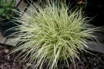 vignette Carex brunnea 'Jenneke'