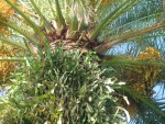 vignette fruits de phoenix canariensis