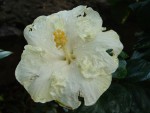 vignette hibiscus Great White