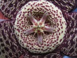 vignette Stapelia variegata = Orbea variegata