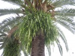 vignette Epiphyllum dans palmier