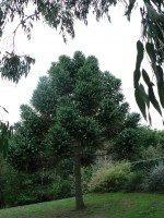 vignette Araucaria angustifolia  Kerbonn, Brest