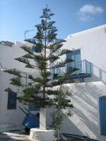 vignette araucaria excelsa syn. heterophylla