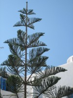 vignette araucaria excelsa syn. heterophylla