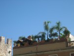 vignette palmes et cycas sur terrasse