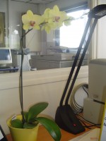 vignette ma derniere folie - un phalaenopsis
