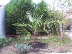 vignette Trachycarpus fortunei plant le 21 septembre