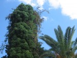 vignette bougainville sur cyprs, palmier