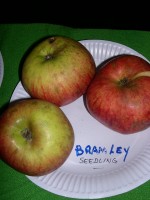 vignette pomme 'Bramley's Seedling'