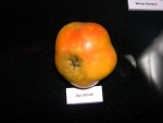 vignette pomme 'Api Etoil' = 'Carre d'Hiver' = Pentagone' = 'D'Etoile' = 'Etoile' = 'D'Etoile  Longue Queue' = 'Api  l'Etoile' = 'En Etoile' = 'Star Lady Apple'