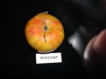 vignette pomme 'Winesap' = 'Winter Winesap' = 'Ginger Gold' = 'Mountain Cove 509'