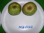 vignette pomme 'Mir Blas' = 'Reinette Verte'