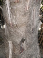 vignette trachycarpus fortunei, tronc
