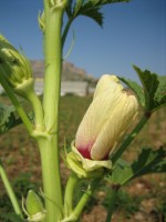 vignette Hisbiscus esculentus (Fleurs)