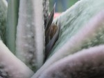 vignette gasteria carinata schweickerdtiana 2