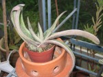 vignette gasteria carinata schweickerdtiana 1