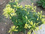 vignette Tecomaria capensis 'yellow form'