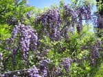 vignette Wisteria floribunda 