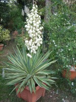 vignette Yucca