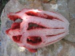 vignette Clathrus cancellatus = Clathrus ruber - Clathre rouge - Coeur de sorcire - Lanterne grillage