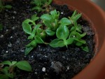 vignette Aptenia cordifolia dtail