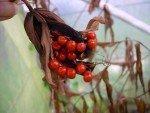 vignette Gloriosa, fruits