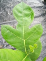 vignette artocarpus heterophullus (devellopement de feuilles adultes)