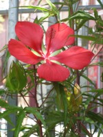 vignette hibiscus coccineus