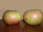 vignette pomme 'Doux d'Argent' = 'Doux d'Angers' = 'Ostogate' = 'Doux Commun' = 'De Gnral d'Hiver' = 'D'Eve'
