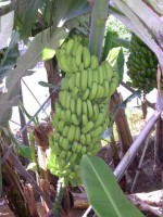 vignette tradicionel banane de madere,tres conu par les grand chef de cuisine franais