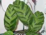 vignette Calathea albertii