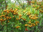 vignette Pyracantha  fruits jaunes