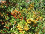 vignette Pyracantha  fruits jaunes et orange