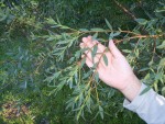 vignette Eucalyptus parvula