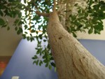 vignette Ficus macrophylla (Moreton Bay Fig)
