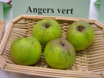 vignette pomme 'Angers Vert'