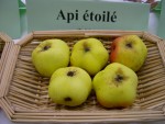 vignette pomme 'Api Etoil' = 'Carre d'Hiver' = 'Pentagone' = 'D'Etoile' = 'Etoile' = 'Api  l'Etoile' = 'En Etoile' = 'Star Lady Apple'