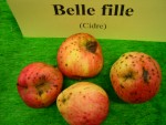 vignette pomme 'Belle Fille',  cidre