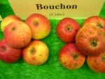 vignette pomme 'Bouchon',  cidre